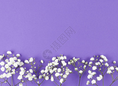 婴儿的呼吸花底部紫色背景 高品质美丽的照片概念背景图片