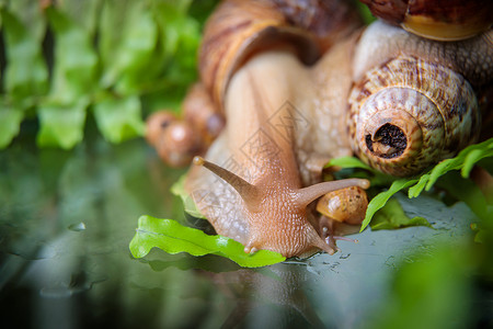 小蜗牛吃树叶一只大白蜗牛爬过玻璃桌 摇晃着天线异国情调脊椎动物植物生活媒体主题贝壳蜗牛壳动物背景