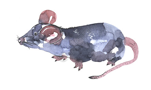 老鼠图标鼠标水彩插图 有趣的动物图标 灰色老鼠 粉红色的耳朵在白色背景下被隔离  2020年新年绘画符号 为设计绘制艺术品刷子艺术荒野水背景