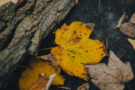 秋天地面落秋枫叶的彩色背景图像非常适合季节性使用模式背景