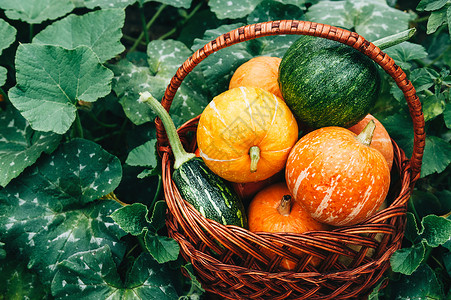 开垦小农场主 种植不同品种生态清洁的南南瓜农业蔬菜壁球橙子场地食物收成水果蓝色感恩背景图片
