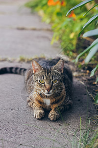 猫正面小灰小猫咪画像 孤立在生锈背景上猫咪爪子晶须短发乐趣动物头发虎斑冒充胡须背景