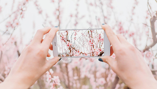 粉色电话女性拍下开花树的照片背景