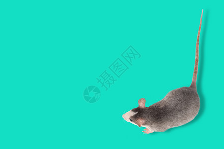 在蓝色隔绝的滑稽的小老鼠 啮齿类宠物 家养老鼠特写哺乳动物高清图片素材
