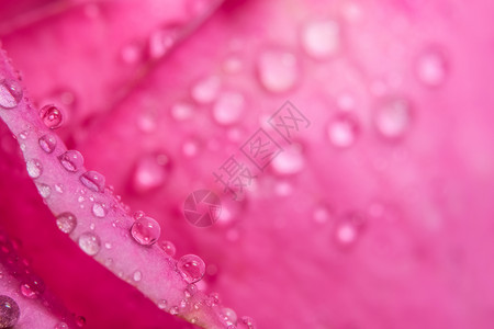 粉红色花瓣雨粉红色花瓣上的背景宏观水滴花朵玫瑰植物背景