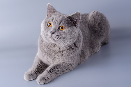 黄色眼睛的猫灰色背景的美丽年轻的英国小猫动物猫科工作室头发毛皮哺乳动物蓝色宠物耳朵猫咪背景