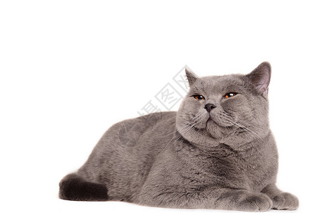 蓝灰色英国短发猫在白色上被孤立 微笑的表情 快乐背景