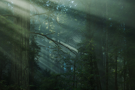 红林森林覆盖的风雾高清图片