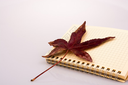 露天空白笔记本和秋叶落叶季节棕色作品叶子黄色叶屋植物树叶图片
