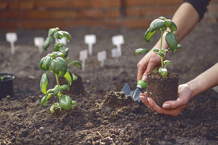羅勒未知园丁的手正在使用小型花园铲子 在土壤中放着青绿玄苗或植树造林或植物香料草本植物生活肥料女性生长地面叶子食物生态背景