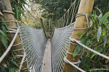 雨林中的一座悬浮木桥高清图片