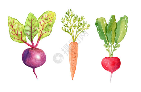 水彩手绘蔬菜白色背景上隔绝的水彩蔬菜 手画胡萝卜 甜菜根 萝卜插图背景