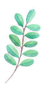 手绘水彩绿叶白色背景上隔绝的绿叶树枝 手画树木枝形背景