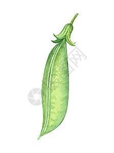 手绘绿色豌豆白上孤立的封闭式豆子 手画水彩绿色植物插图背景