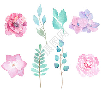 手绘美丽玫瑰白底隔离的粉红花朵和绿树叶 以白色背景隔开背景