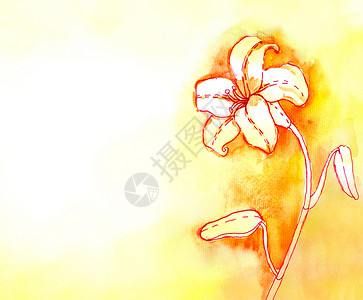 黄色百合Lily 水彩背景叶子绘画花店植物群花瓣百合花粉生长香味插图背景