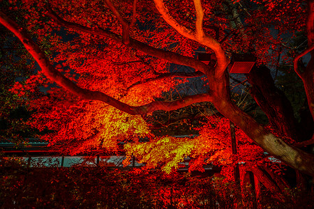 秋叶照亮了日本花园秋夜石径形象花园落叶红色文化狩猎图片