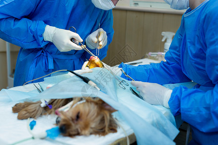 兽医诊所 外科狗脚 医生把狗的腿缝上职业面具房间治疗宠物剪刀专家麻醉男人程序药品高清图片素材