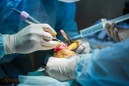 兽医诊所的狗爪上的外科手术桌子职业操作钳子程序男人专家医院药品治疗护士高清图片素材