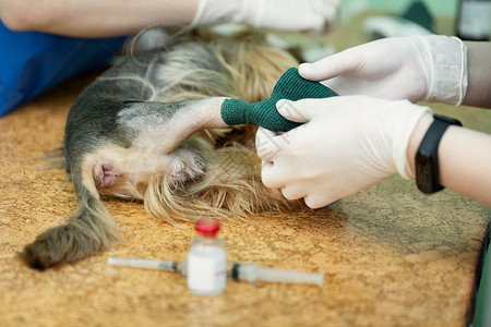 在兽医诊所的狗身上放一条导管手术长袍剪刀专家液体钳子外科护士程序宠物图片