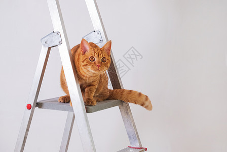 有趣的年轻条纹红猫 在建筑梯子上乐趣猫科公寓改造猫咪房子眼睛住房装修楼梯背景图片