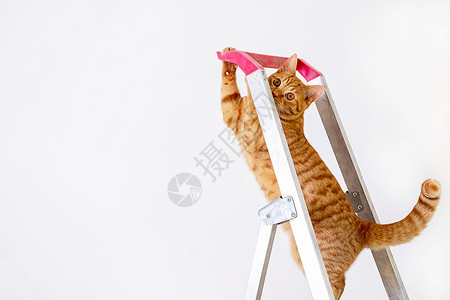 有趣的年轻条纹红猫 在建筑梯子上乐趣动物维修公寓装修尾巴改造家居眼睛房间背景图片
