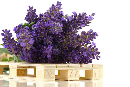 彩色背景的淡紫花朵 复制空间芳香疗法按摩迷迭香花束花园工作室香水植物植物群背景