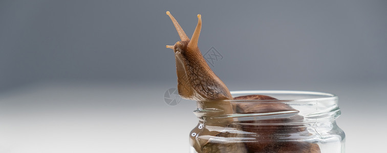 鼻涕虫玻璃一只蜗牛在白色背景的空玻璃罐子上爬行 在美容学中使用贝类血清化妆品康复程序粘液皮肤科凝胶天线胶原田螺背景