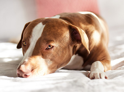 睡一觉就好 家里有只可爱的甜狗在床上放松图片