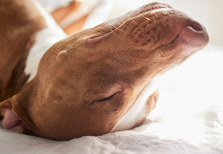 促进睡眠毛笔字所有人都有梦想 被一头睡狗在家里睡觉的照片拍到背景