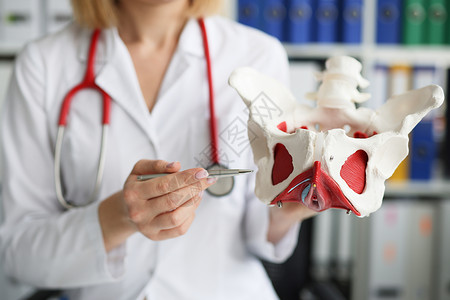 盆底肌妇科医生拥有骨盆底骨骼模型背景