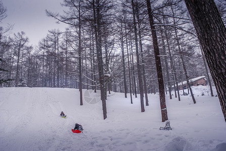孩子们在下雪的森林里玩耍雪景孩子婴儿木头雪山小学生雪橇玩雪景观乐趣背景图片