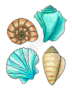 蜗牛手绘套海贝壳-壳 海贝壳水彩铅笔手绘插图集 在白色背景上隔离 用于横幅 海报 印刷品 明信片 纺织品 模板 明信片背景