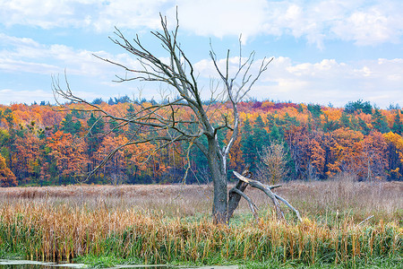 一片孤独的干枯树站在地平线上秋天森林的背景之下云高清图片素材