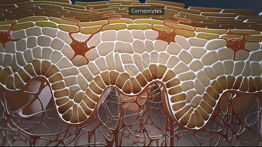 卵泡发育在与皮肤相邻的层中 乳腺细胞被分解并抛入上层损害晒斑地层神经癌症火焰太阳肌肉表皮组织背景