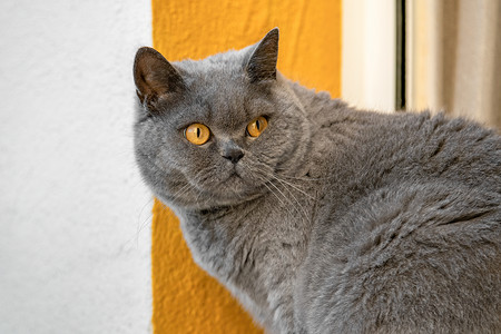 黄色眼睛的猫黄色眼睛的灰色英国猫在白色黄色背景上转过身来背景