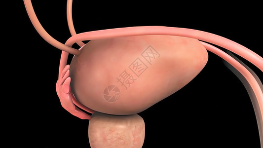 附睾带有医疗概念消化系统的人金球刀形解剖泌尿道3d泌尿系统尿液渲染科学解剖学器官肾脏前列腺炎背景