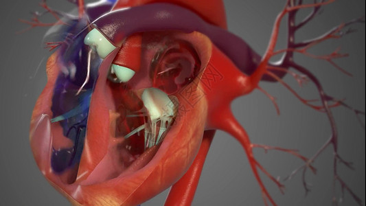 心跳 右侧泵送脱氧血 左侧泵送含氧血高清图片