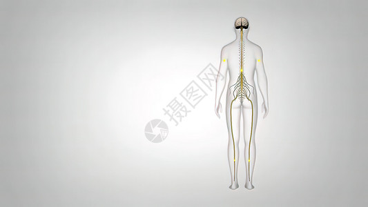 骨骼人体3D 神经系统医学插图 身体接收脑部的信号脖子皮肤骨骼生物学血管艺术品结构解剖学运动员科学背景