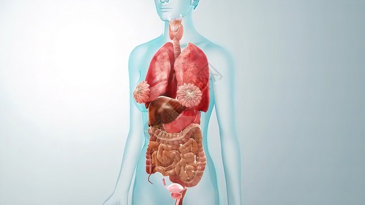 医学概念解剖 3D 解释性说明插图五脏六腑保健肠胃病人药品花胶腹部疾病压力卫生背景