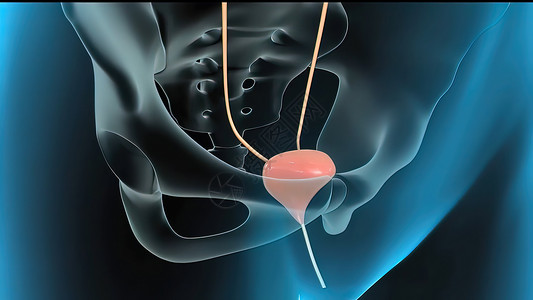 生理学带有医疗概念消化系统的人金球刀形解剖药品附睾细菌性泌尿系统3d尿液尿滴肾脏输尿管泌尿科背景