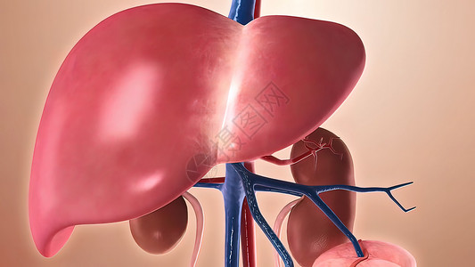 脑器官人体结构 人体器官 以肝脏为主的器官生活方式部位科学医院药品艺术插图身体男人血管背景