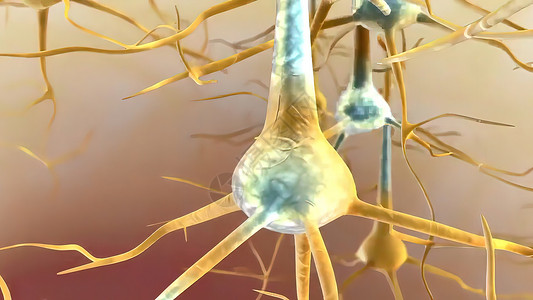 买就送当神经元通过xon从细胞身体中发送信息时 就会产生行动潜力男人颅骨树突生物学插图网络头脑商业生物互联网背景