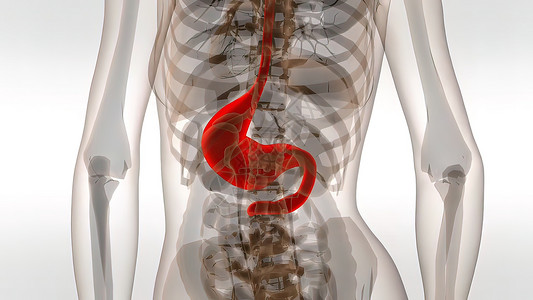 肌肉系统人的胃冒号高清图片