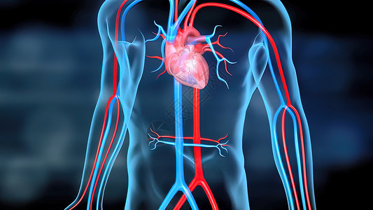 心脏和循环系统的循环系统解剖学骨骼人心氧气血细胞血管化学脉动成人心房图片