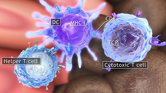 T细胞清扫肿瘤细胞医疗医学形状人类图像数字生物文件免疫学人体背景