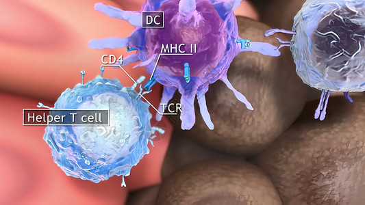 细胞吞噬T细胞清扫肿瘤细胞保健代谢胰腺生物微生物绘图结构形状文件人体背景