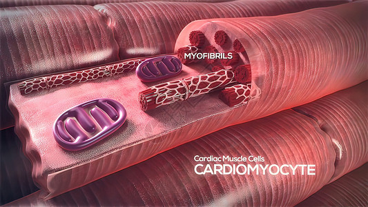 心肺细胞3d氧气中庭人心血管小动脉科学殴打骨骼脉动器官图片