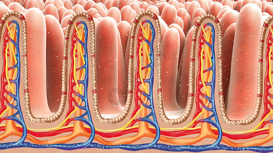 人体示意图数十亿微生物攻击 并摧毁病毒在肠内疾病细菌冒号疼痛药品食管生物学科学器官消化背景