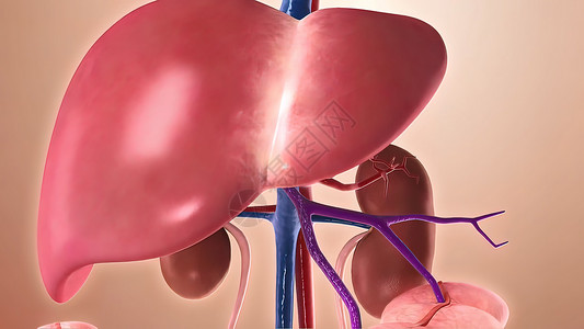 在线考试系统人体结构 人体器官 以肝脏为主的器官生物学身体静脉生活方式血管药品解剖学主动脉考试艺术背景